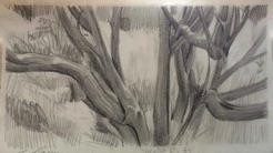 Tree trunks
pencil